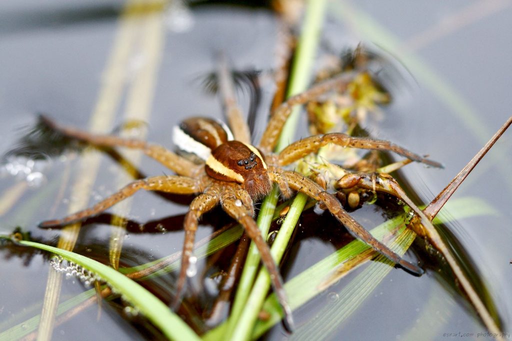 Myredderkopp / Raft spider (Dolomedes fimbriatus)